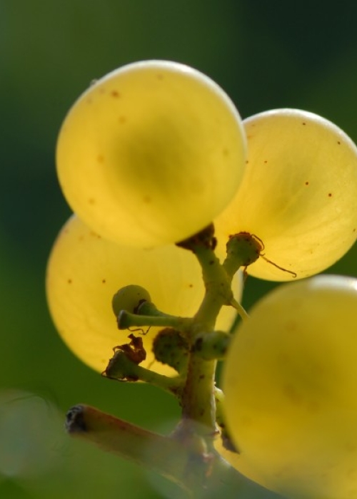 Chardonnay ANT 0909